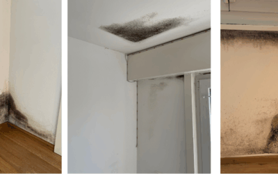 Moisissures dans les logements  : GVM Assainissements apporte son expertise dans un reportage RTN